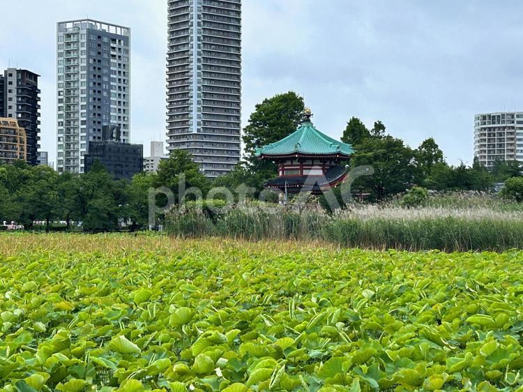 不忍池から望む辨天堂 不忍池辨天堂,不忍池,辨天堂の写真素材