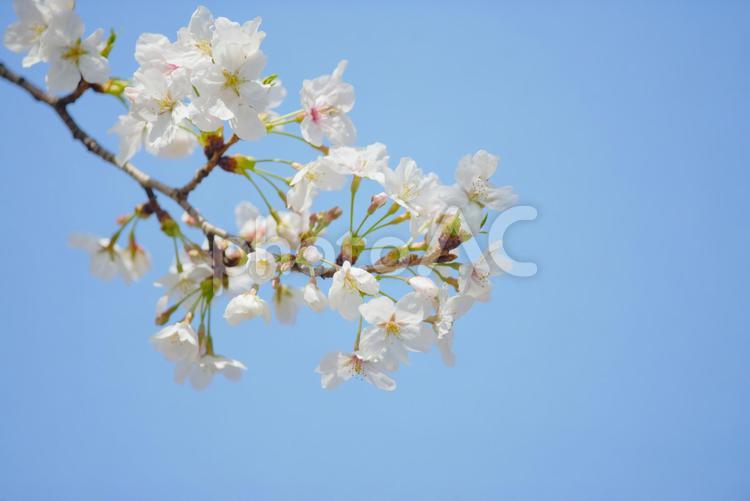 桜の花と青空　ソメイヨシノ ソメイヨシノ,桜,さくらの写真素材