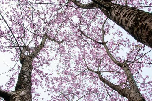 満開に咲き誇る陽光桜の美しい春景色 12 桜,さくら,サクラの写真素材