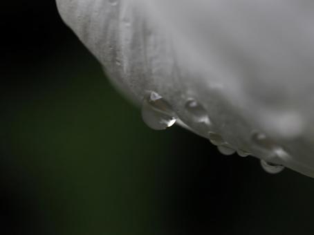 葉の水滴をマクロ撮影した写真 葉の水滴をマクロ撮影した写真の写真