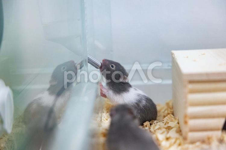 水を飲むゴールデンハムスターの赤ちゃん ハムスター,ゴールデンハムスター,動物の写真素材