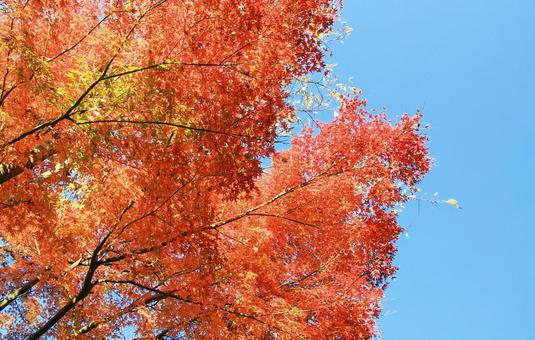 鮮やかなもみじの紅葉と青空 鮮やかなもみじの紅葉と青空 紅葉,もみじ,秋の写真素材