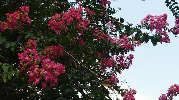 百日紅 百日紅の写真