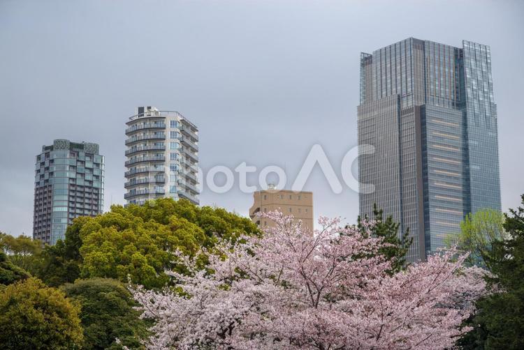 桜と赤坂のビルたち 日本,東京,港区の写真素材