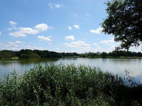 昆陽池公園①202507 昆陽池公園①202507の写真