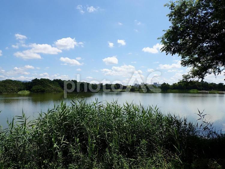 昆陽池公園①202507 昆陽池公園,昆陽池,伊丹市の写真素材