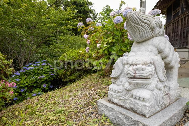 館山日運寺の釈迦殿とあじさい あじさい,6月,梅雨の写真素材