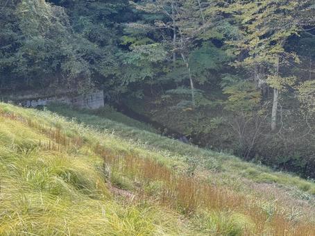 塩沢川源流（長野県松本市） 松本市,葉,風景の写真素材