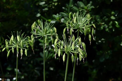 Photo, agapanthus, purple clam, murasaki kunsiran, 