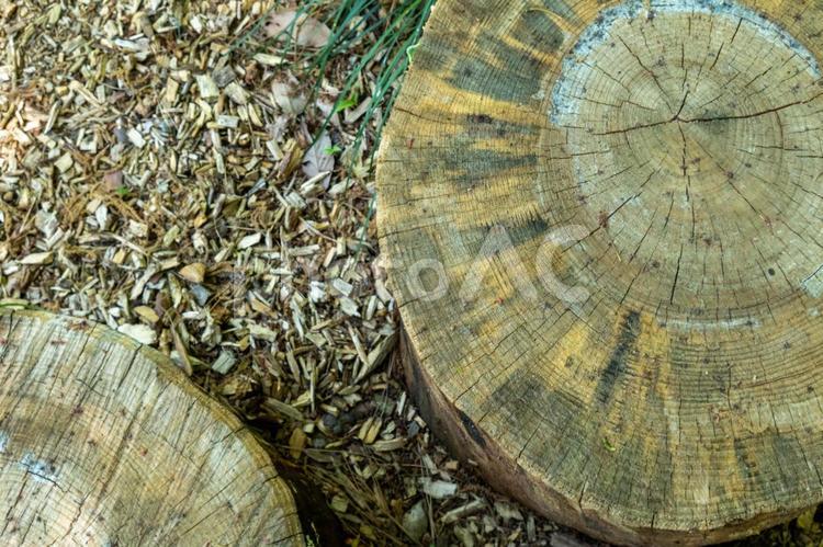 切り株のクローズアップ 切り株,伐採,クローズアップの写真素材