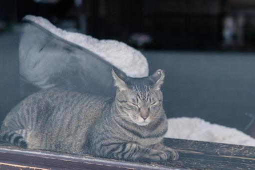 窓際で寝ている猫 窓際で寝ている猫 猫,ネコ,動物の写真素材
