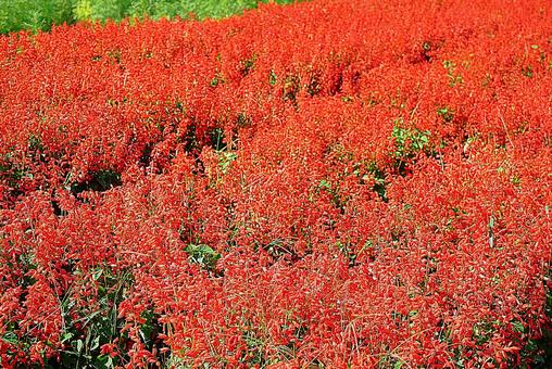 淡路島 あわじ花さじき⑲ サルビア 淡路島 あわじ花さじき⑲ サルビアの写真