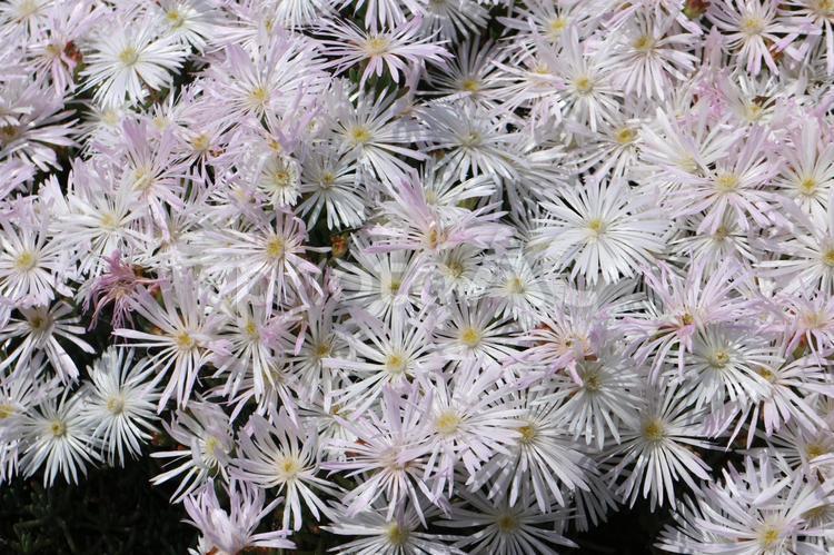 白く輝くマツバギク マツバギク,白い花,白いの写真素材