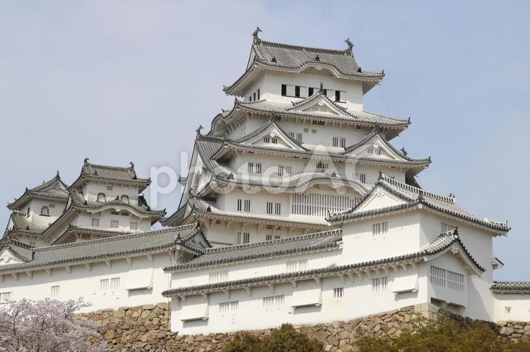 姫路城と桜 姫路城,国宝,桜の写真素材