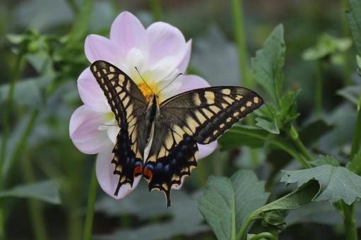 主役争い 主役争いの写真