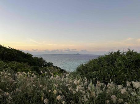 すすきと海 すすきと海の写真