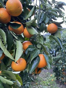 ブラッドオレンジ５ ブラッドオレンジ,柑橘類,果物の写真素材