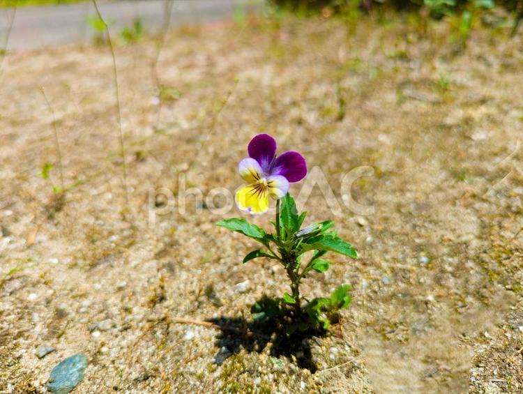 ひっそりと佇む一輪の三色すみれ 三色すみれ,パンジー,植物の写真素材