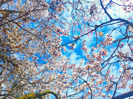 Looking up at the cherry blossoms, JPG