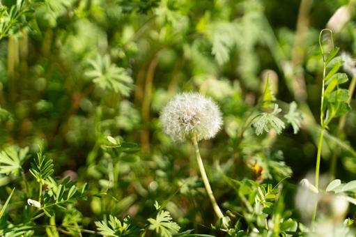 春の光とたんぽぽの綿毛⑤ たんぽぽ,綿毛,植物の写真素材