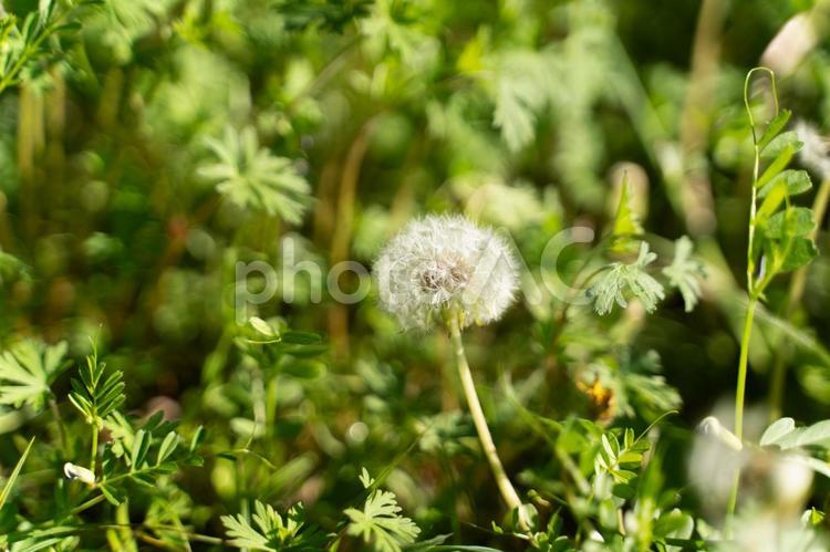 春の光とたんぽぽの綿毛⑤ たんぽぽ,綿毛,植物の写真素材