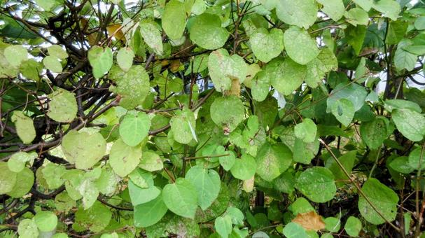 青々とした植物 青々とした植物の写真