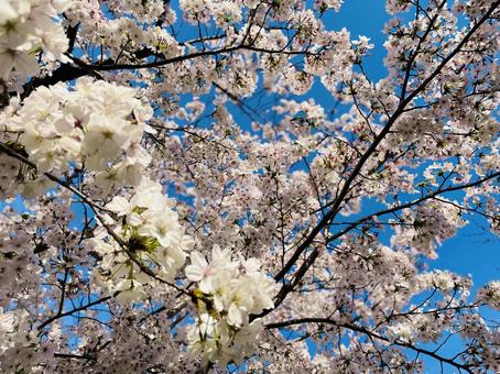 Sakura blue sky beautiful full bloom spring, cây anh đào, blue sky, đẹp, JPG