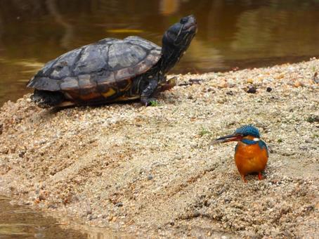 カワセミと亀の２ショット2 カワセミ,鳥,野鳥の写真素材