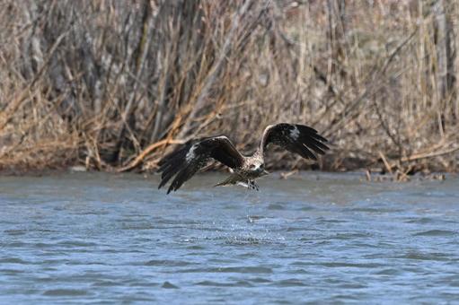 Black kite catching its prey, JPG