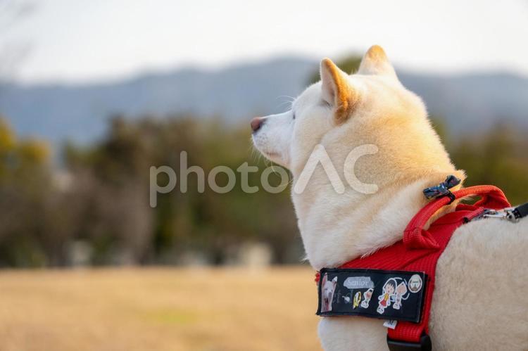 春の公園で散歩する柴犬 柴犬,柴,春の写真素材