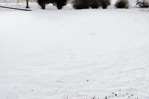 雪 雪の写真