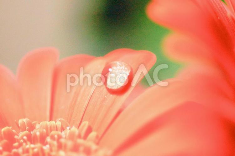 ガーベラの花と水滴クローズアップ ガーベラ,花,ピンクの写真素材