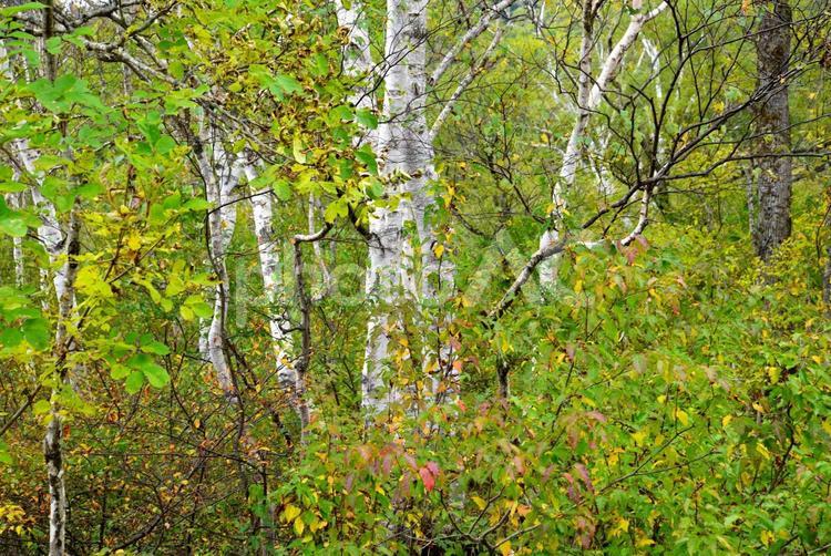 尾瀬の草紅葉（尾瀬ヶ原） 紅葉,草紅葉,秋の写真素材