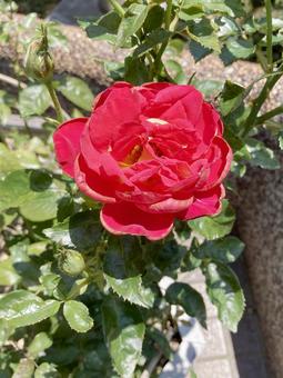 バラ バラ バラ,ローズ,花びらの写真素材