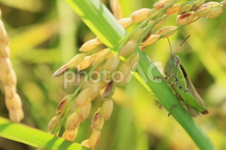 実った稲と葉にしがみつくバッタです 秋,稲,実りの秋の写真素材