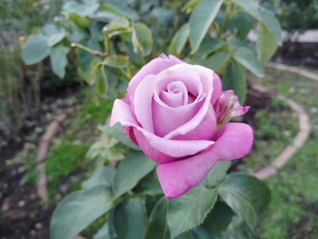 秋バラ 花,バラ,薔薇の写真素材