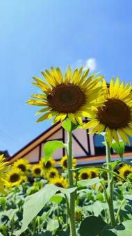 夏を抱きしめる花畑 夏を抱きしめる花畑の写真