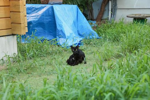 空き地で休む猫 空き地で休む猫の写真