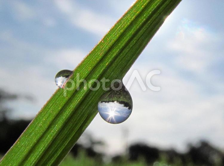 水滴と緑の葉と朝日Water drops 水滴,すいてき,waterの写真素材