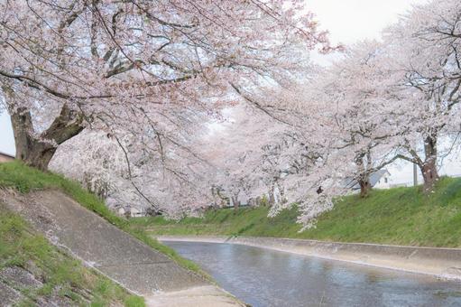 桜並木の写真