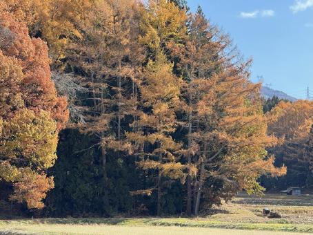 紅葉の終わり（長野県塩尻市） 紅葉,晩秋,秋の写真素材