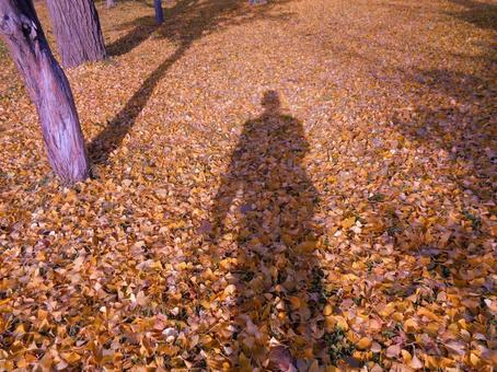 イチョウの落ち葉と影 イチョウ,紅葉,落ち葉の写真素材