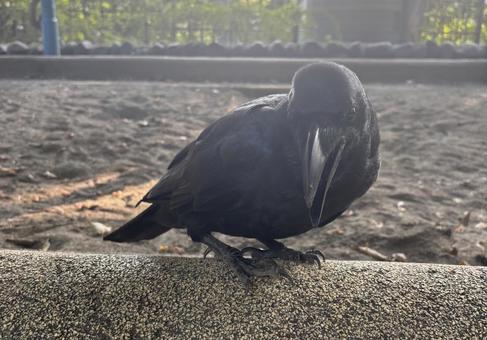カラスの写真