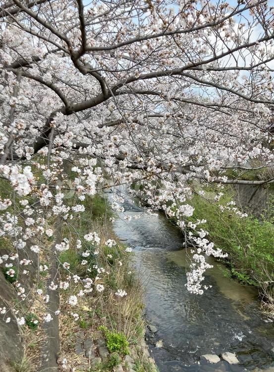 桜と川　2025（2） サクラ,春,川の写真素材