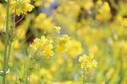 黄色い菜の花 黄色い菜の花 菜の花,黄色,季節の花の写真素材