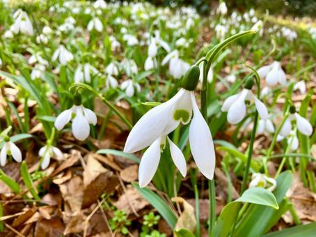 スノードロップ スノードロップ,花,白の写真素材