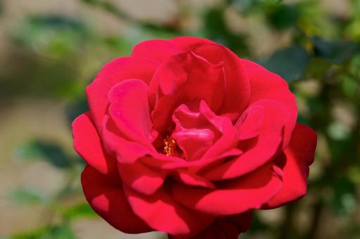 Zao Roses (100), JPG Zao Roses (100), JPG