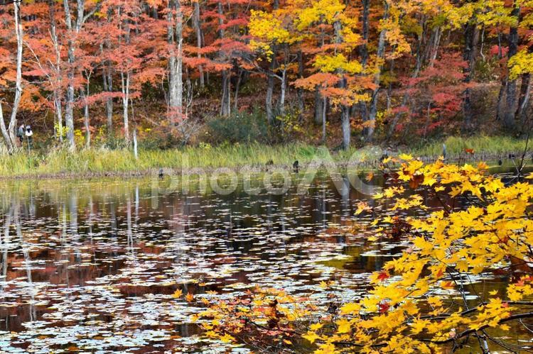 福島奥会津の矢の原湿原の紅葉 紅葉,秋,風景の写真素材