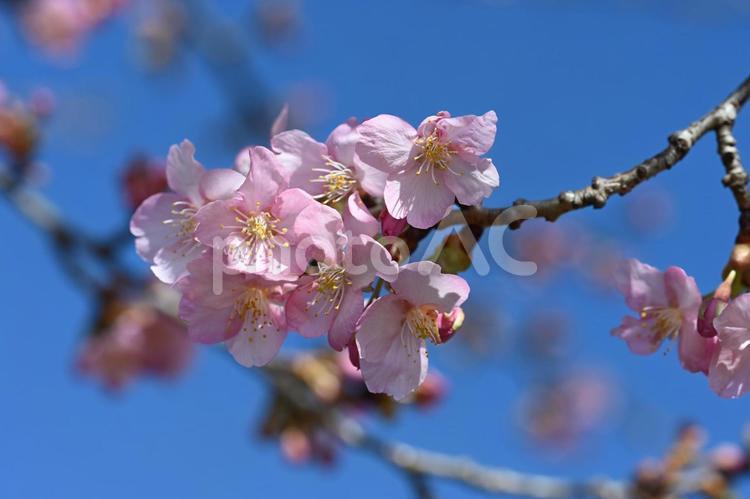 高崎希望の丘農園で撮った河津桜 春,3月,ピンクの写真素材