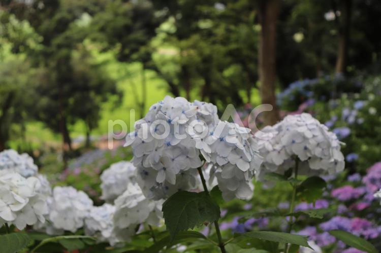 茨城県潮来市　二本松寺　あじさいの杜 あじさい,あじさいの杜,紫陽花の写真素材